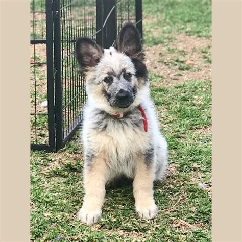 Ashe Large Female Australian Cattle Dog X German Shepherd Mix Dog In NSW PetRescue | atelier ...