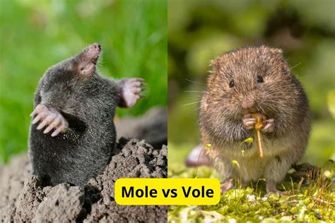 Voles Vs Moles: 7 Easy Ways To Tell The Apart