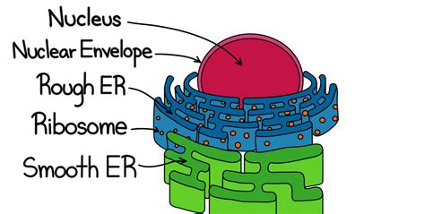 Rough Er Diagram