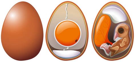 Stages of egg development 297669 Vector Art at Vecteezy