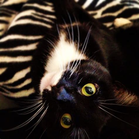 a black and white cat laying on top of a zebra print bed sheet, looking up at the camera