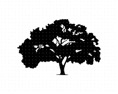 Elm Tree Svg Elm Tree Clipart Elm Tree Png Elm Tree Dxf - Etsy