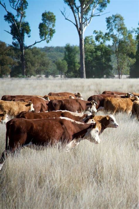 Grass-Fed Beef Near Me - Clean Eating Kitchen