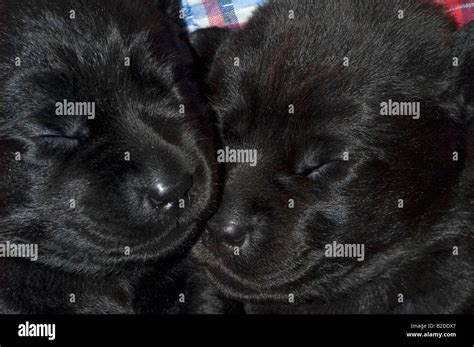 Black Labrador Retriever puppies sleeping on a blanket Stock Photo - Alamy