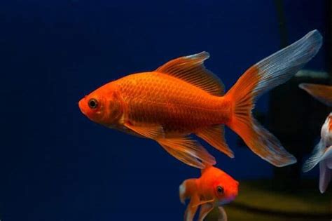 Comet Goldfish: Size, Lifespan, Care Guide and More… | Fishkeeping World