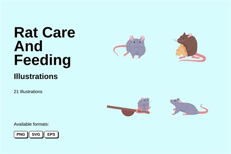 Premium Rat Care And Feeding Illustration pack from Animal Illustrations