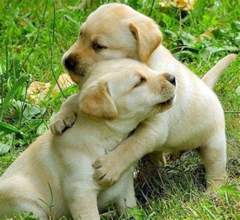 Happy Hug Day: These pictures of animals hugging will make you crave a hug | IndiaToday