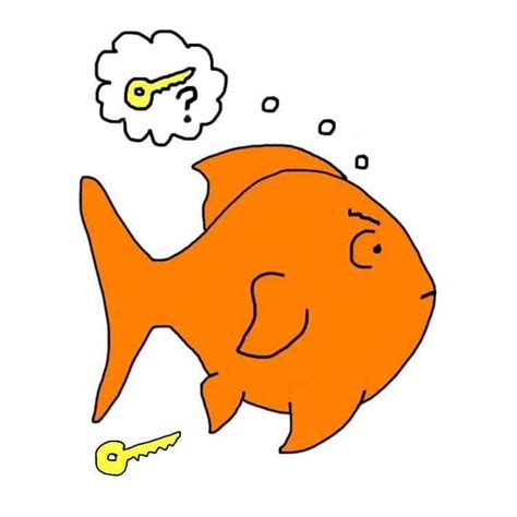 The Goldfish Memory Myth: How well can your goldfish really remember?