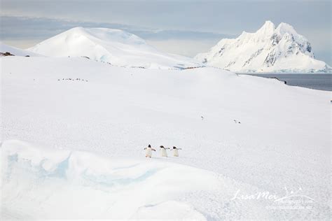 Antarctica Cruise – Petermann Island – Miss Vacation