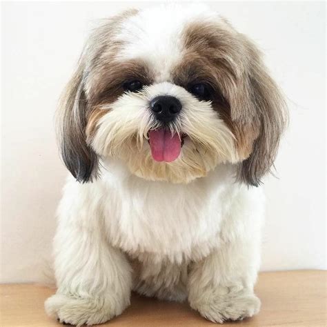 Cute Baby Shih Tzu - Shih Tzu Dog