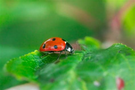 Red Ladybug on a Green Leaf in the Garden Stock Image - Image of leaf ...