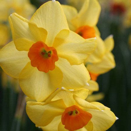 Red Devon Daffodils Super Pack | Fall plants, Planting bulbs, Bulb flowers