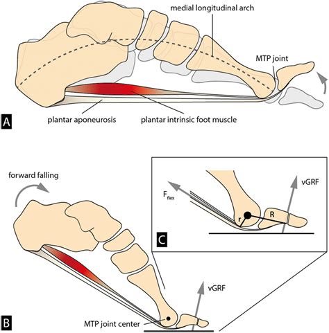 The ability to dorsiflex the toes relative to the rest of the foot at ...