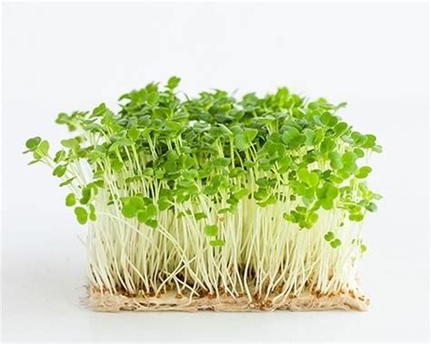 Do you know your Arugula Microgreens?