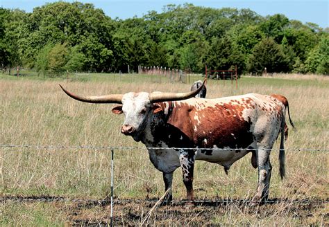 Texas Longhorn Bull In Field Free Stock Photo - Public Domain Pictures