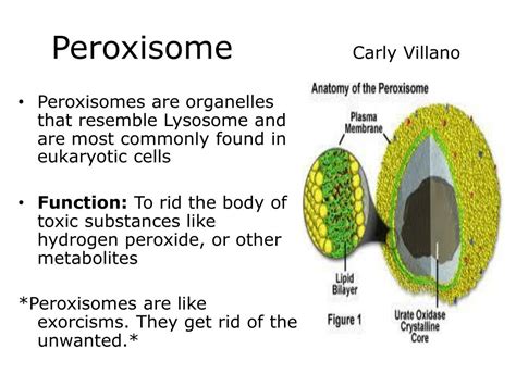 PPT - Vacuole PowerPoint Presentation, free download - ID:4682190