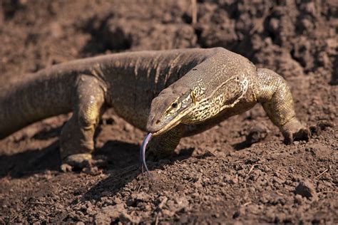 Download Lizard Animal Monitor Lizard HD Wallpaper