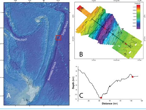 Figure 1 from Bait-attending amphipods of the Tonga Trench and depth-stratified population ...