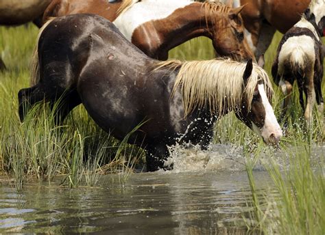 Photos | Chincoteague ponies, Most beautiful horses, Beautiful horses