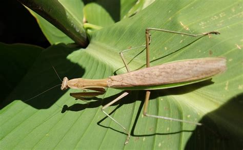 Fun Praying Mantis Facts for Kids - Kids Play and Create