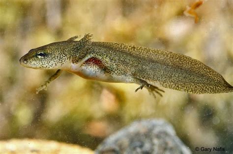 Identifying Species of Pacific Newts - Genus Taricha Salamander ...