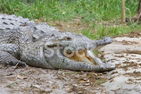 Crocodile, Orinoco Stock Photo | Royalty-Free | FreeImages