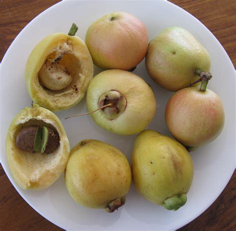 File:Syzygium jambos Fruit and seeds IMG 4906.JPG - Wikimedia Commons