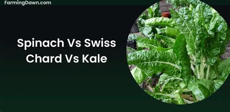 Spinach Vs Swiss Chard Vs Kale: Complete Guide