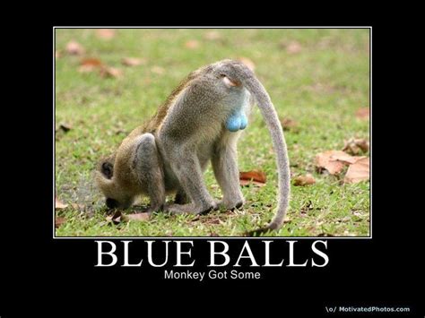 Blue Balls, monkey got some. | Bones funny, Funny pictures, Funny animals