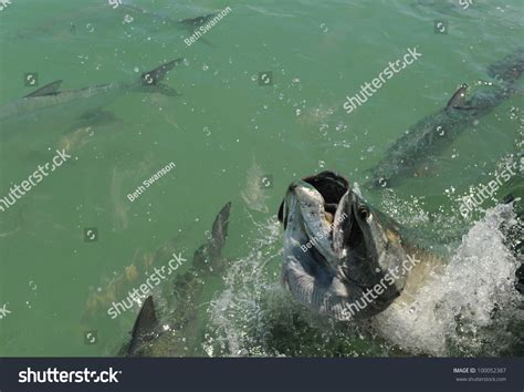 Tarpon Jumping Out Of Water Stock Photo 100052387 : Shutterstock