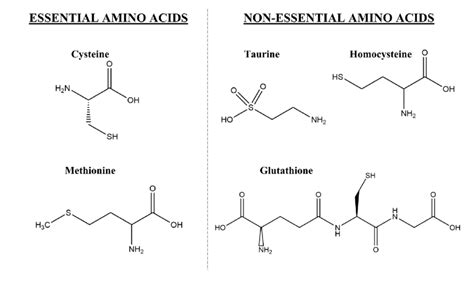 Chemical structure of essential and non-essential S-containing amino ...