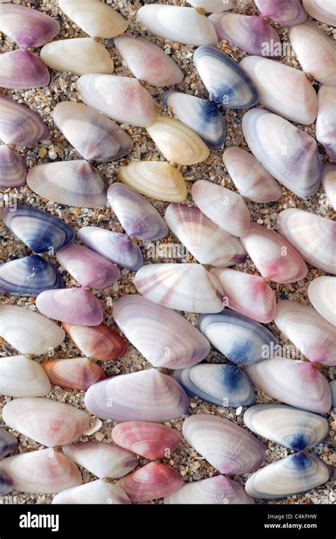 Coquina hi-res stock photography and images - Alamy