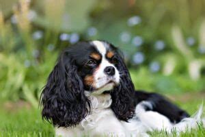 The 4 Main Cavalier King Charles Spaniel Colors Explained