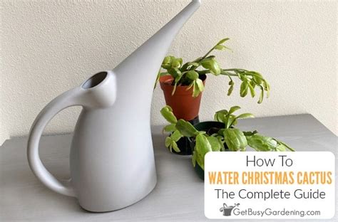 Watering Christmas Cactus: When, How Often & How Much - Get Busy Gardening