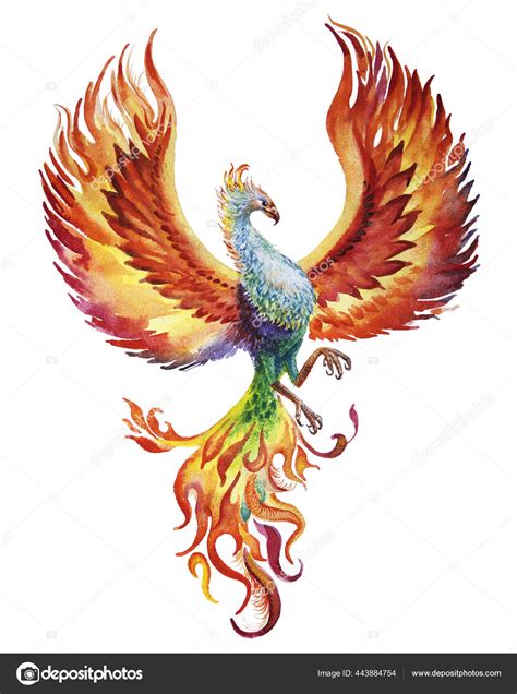 Phoenix Bird Watercolor Illustration White Background Stock ...