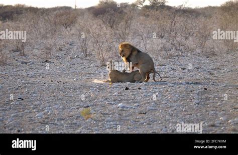 Two lions mating Stock Videos & Footage - HD and 4K Video Clips - Alamy