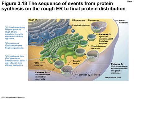 Protein Synthesis on the rough ER Diagram | Quizlet