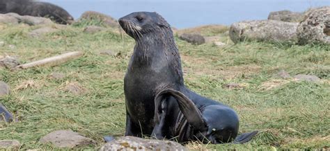 The Marine Mammal Center | Northern Fur Seal