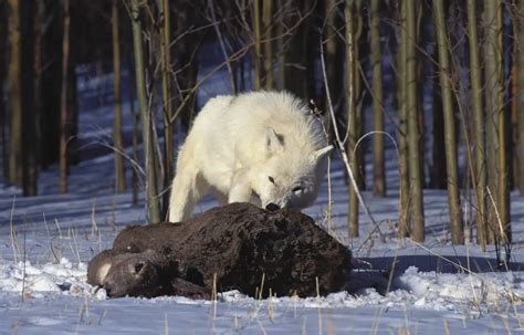 Arctic Wolves: How to identify the Arctic Wolf