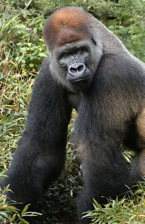 New silverback joins female gorillas | Dallas ZooHoo!