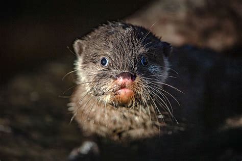 Baby Otters Get Swim Lesson at Chester Zoo