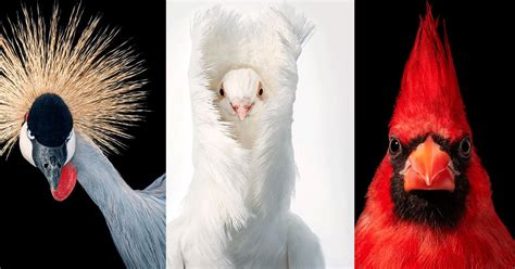 25 Rare And Endangered Birds In Photographs - Bake Into