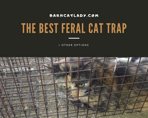 The Best Feral Cat Trap + Other Options! – The Barn Cat Lady