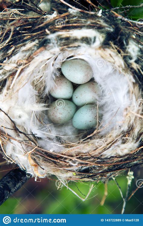 Cozy Arctic Redpoll (Acanthis Hornemanni) Nest Stock Image - Image of ...