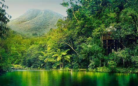 Plan your holiday to Australia | Daintree rainforest, Australia, Rainforest