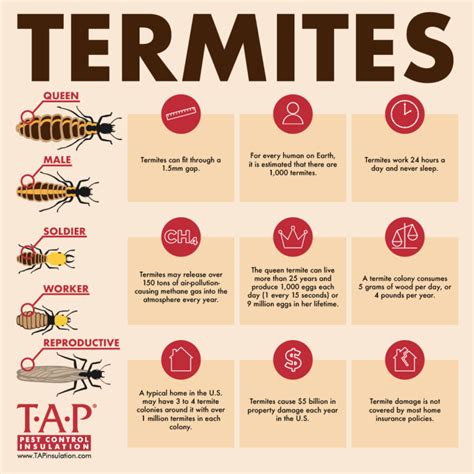 Termite Facts - TAP® Pest Control Insulation - TAP® Pest Control Insulation