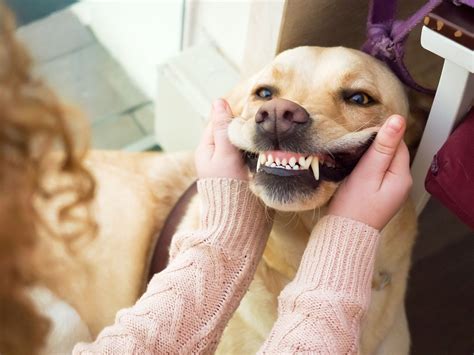 How to Care for Your Dog's Teeth