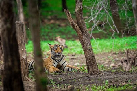 A Male Tiger Cub Relaxing in Nature when Forest Converted in a Green Carpet at Ranthambore Tiger ...