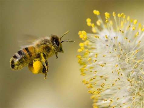 About Pollination | Honeybee Centre | Leading Bee Education