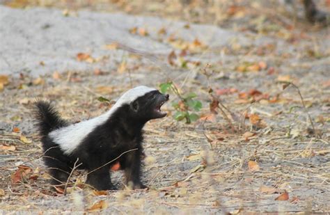 Crazy baby honey badger at Camp Linyanti - Africa Geographic